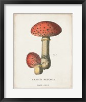 Mushroom Study I Fine Art Print