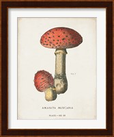 Mushroom Study I Fine Art Print