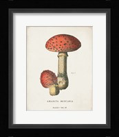 Mushroom Study I Framed Print