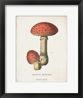 Mushroom Study I Framed Print