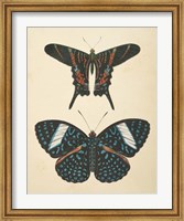Papillons II Fine Art Print