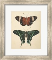 Papillons I Fine Art Print