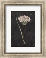 Allium I on Black Fine Art Print