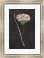 Allium I on Black Fine Art Print