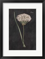 Allium I on Black Framed Print