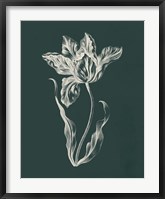 Eden Tulips II Fine Art Print