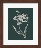 Eden Tulips I Fine Art Print