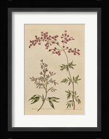 Herbal Botanical I Crop III Framed Print