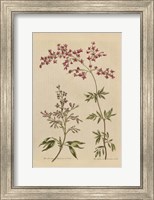 Herbal Botanical I Crop III Fine Art Print
