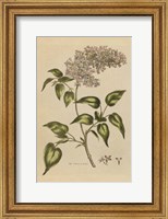 Herbal Botanical I Crop II Fine Art Print