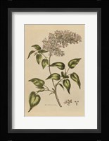 Herbal Botanical I Crop II Framed Print