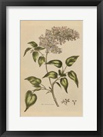 Herbal Botanical I Crop II Framed Print