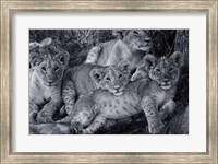 Lion Cub Family Fine Art Print