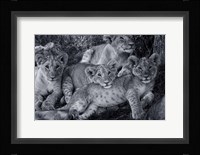 Lion Cub Family Fine Art Print