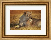 Lioness Sunning Fine Art Print