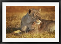Lioness Sunning Fine Art Print