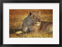 Lioness Sunning Fine Art Print