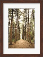 In the Pines I Fine Art Print