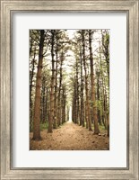In the Pines I Fine Art Print