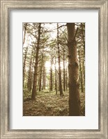 In the Pines II Fine Art Print