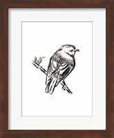 Songbird Sketch I Fine Art Print