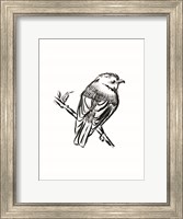 Songbird Sketch I Fine Art Print