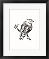 Songbird Sketch I Framed Print