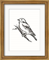 Songbird Sketch II Fine Art Print