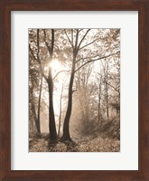 Woodland Sunrise Fine Art Print