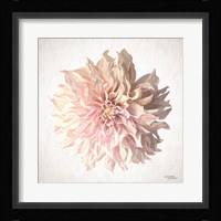 Sweet Dahlia Fine Art Print