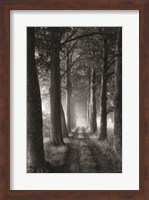 Forest Path Fine Art Print