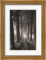 Forest Path Fine Art Print