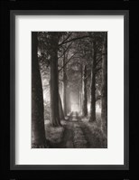 Forest Path Fine Art Print