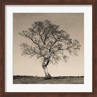 Tree No. 54 Fine Art Print