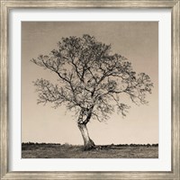 Tree No. 54 Fine Art Print