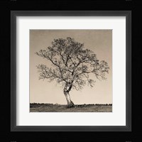 Tree No. 54 Fine Art Print