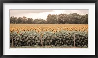 Sunflower Field No. 7 Fine Art Print