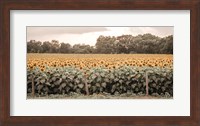 Sunflower Field No. 7 Fine Art Print