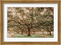 Low Country Oaks II Fine Art Print