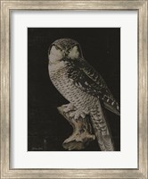 Moody Owl Fine Art Print