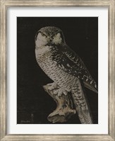 Moody Owl Fine Art Print