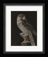 Moody Owl Fine Art Print