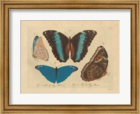 Vintage Butterflies 1 Fine Art Print