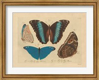 Vintage Butterflies 1 Fine Art Print