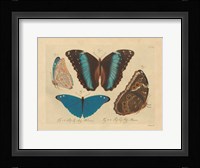 Vintage Butterflies 1 Framed Print