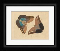 Vintage Butterflies 2 Framed Print