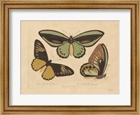 Vintage Butterflies 3 Fine Art Print