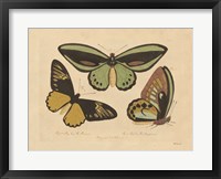 Vintage Butterflies 3 Fine Art Print