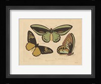 Vintage Butterflies 3 Framed Print