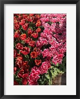 Dutch Treat Fine Art Print